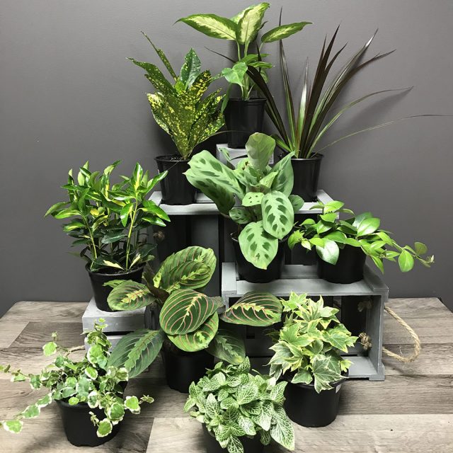 10 Plantes 4po