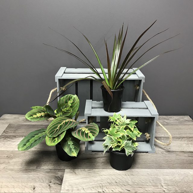 Trio de plantes 4 po