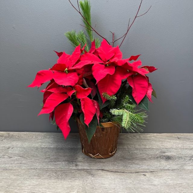 Le Poinsettia