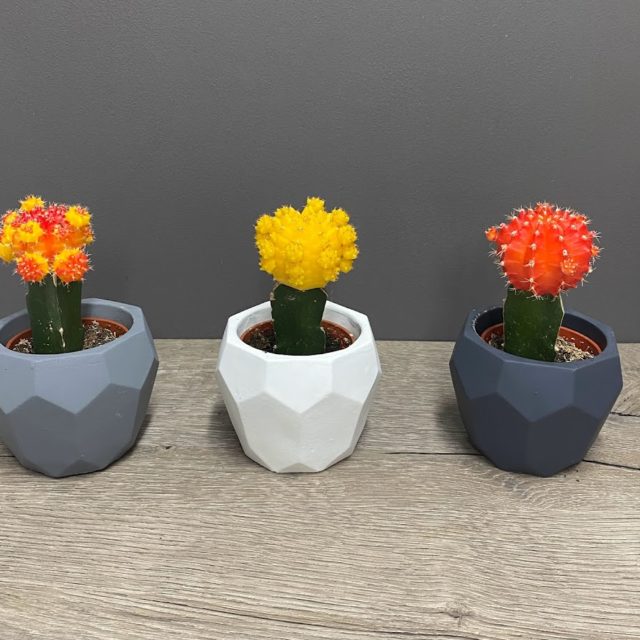 cactus greffé