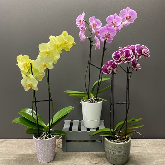 Sublime Orchidée