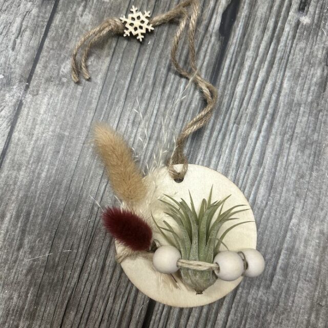 Boule de Noël Tillandsia