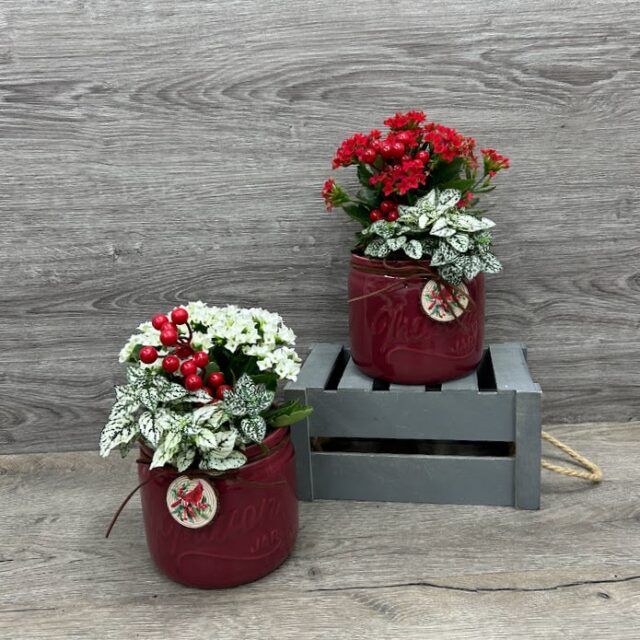 Jardin de Plantes Cardinal