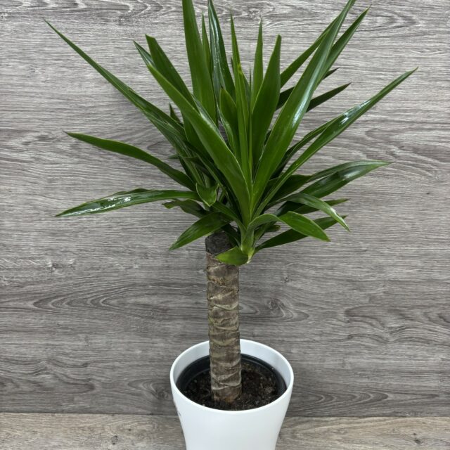 Yucca 🌿