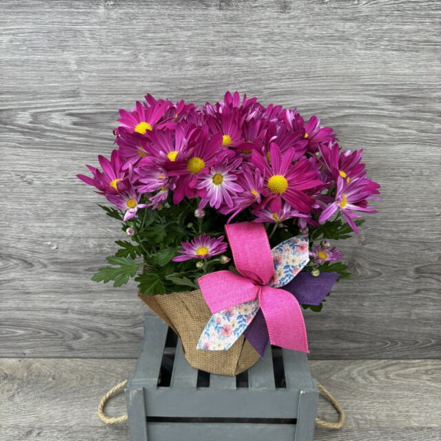 Chrysanthèmes de Pâques