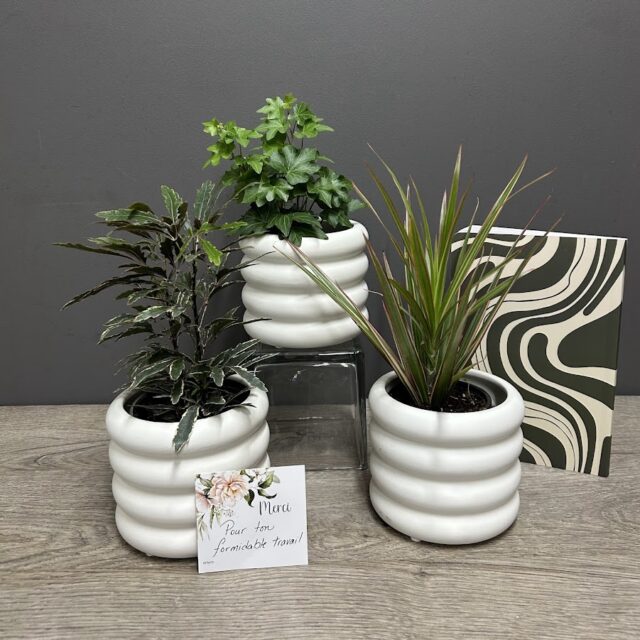 🌿📒 Plante & carnet