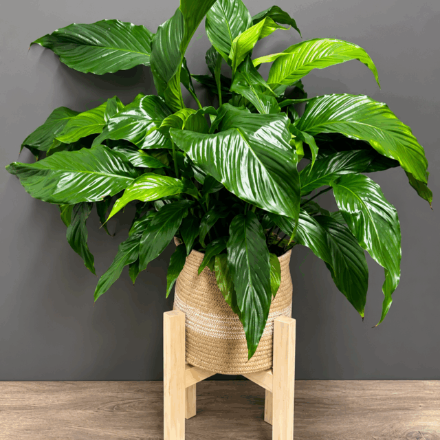 Prestige végétal🌿